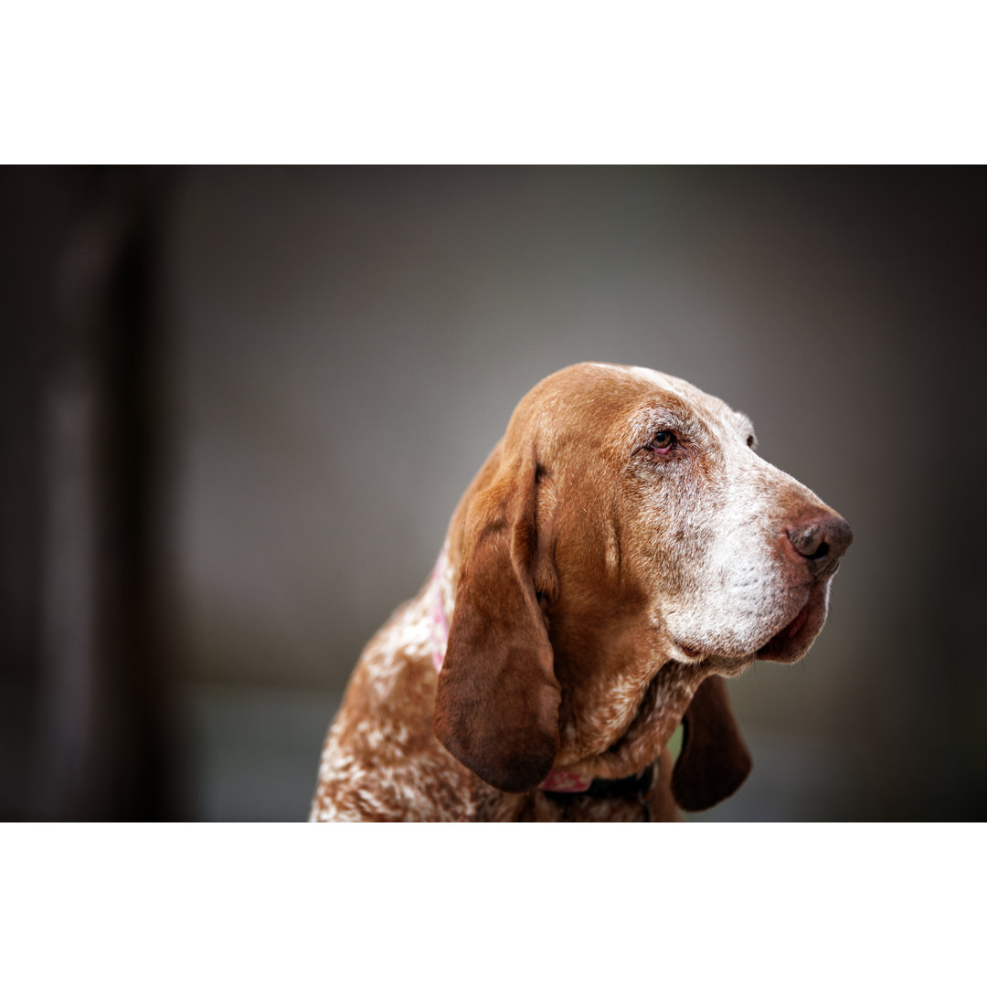 Traurigkeit Bloodhound Portrait. Farbbild von Claudio.arnese - Drucken