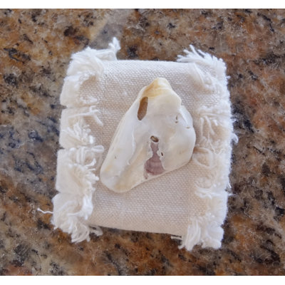 Rond de serviette Natural Oyster Shell