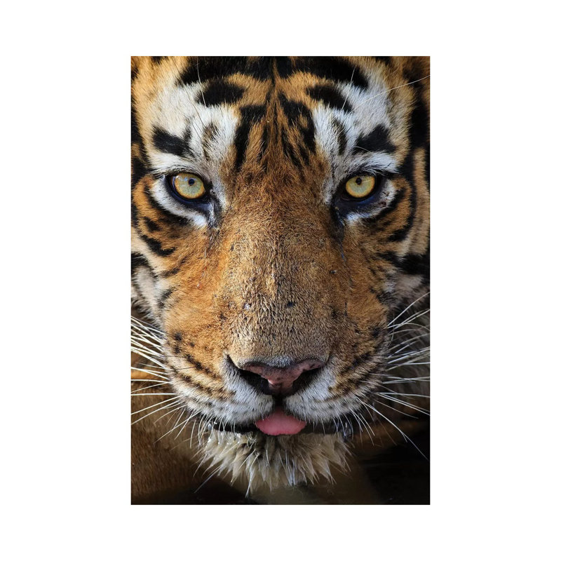 Tiger Eye Contact 1 Piece Wrapped Canvas Wall Art, 101.6 cm H x 66.04 cm W x 3.175 cm D