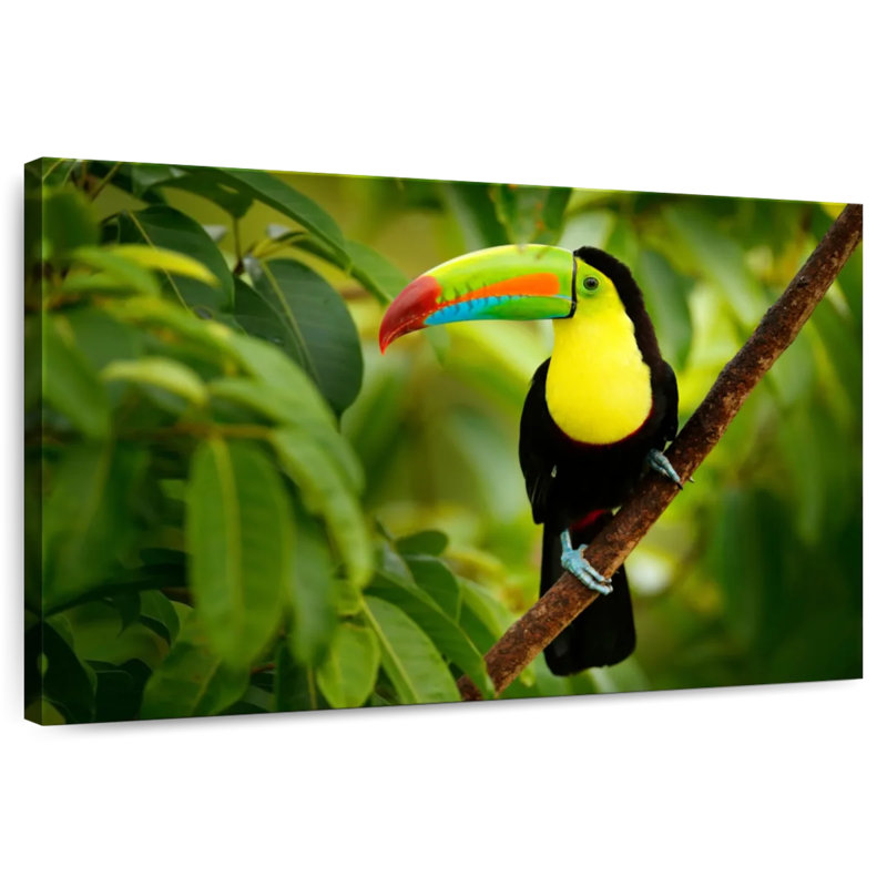 Brampt Toucan On A Tree, 32" H x 48" W