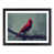 Black Framed selected