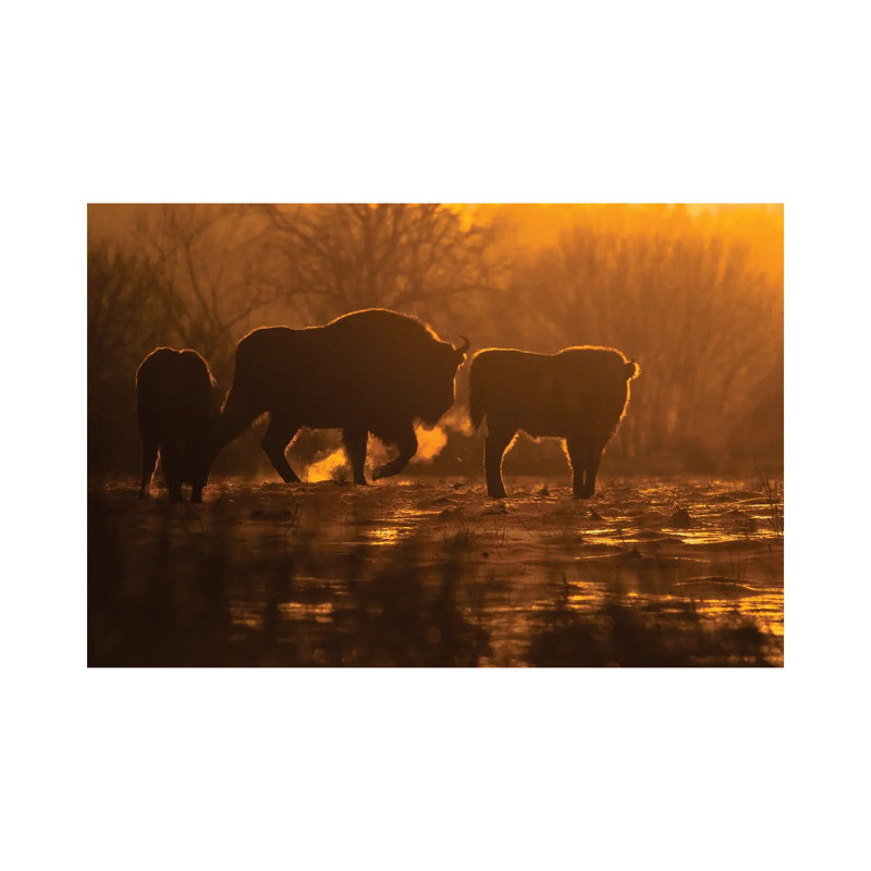 Bison by Mateusz Piesiak - Wrapped Canvas Print, 20.32 cm H x 30.48 cm W