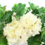 Hydrangeas and Ivy in Ceramic Vase