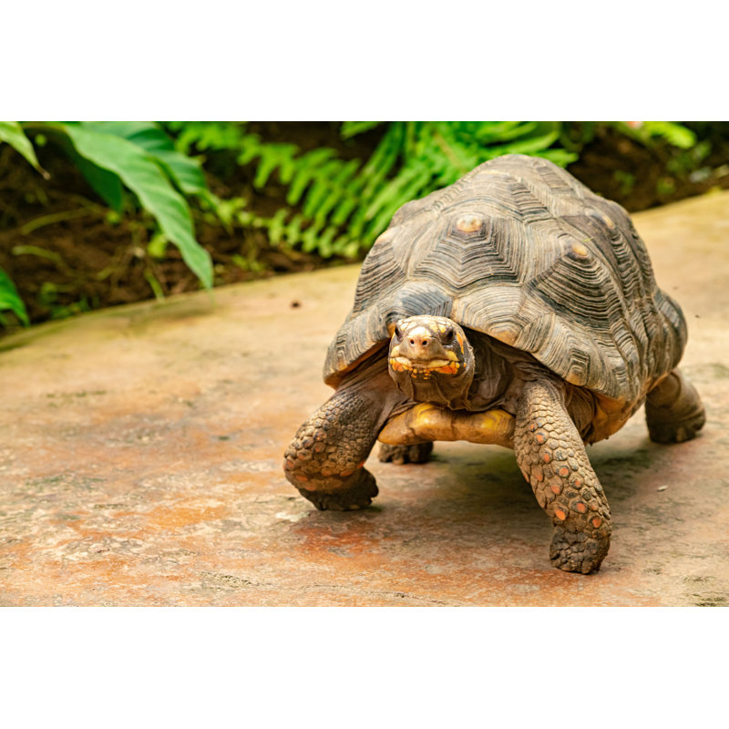 Tortue explorant un jardin - Photographie sur toile tendue, H 8 po x l 12 po