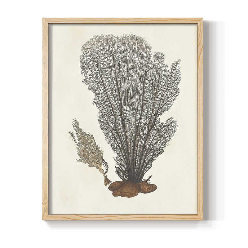 Knorr Shells & Coral III, reproduction encadrée - bois massif, H 30 po x l 24 po