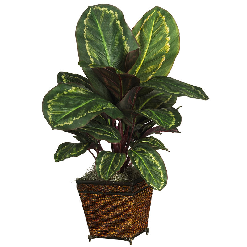 Plante de bureau en soie Maranta