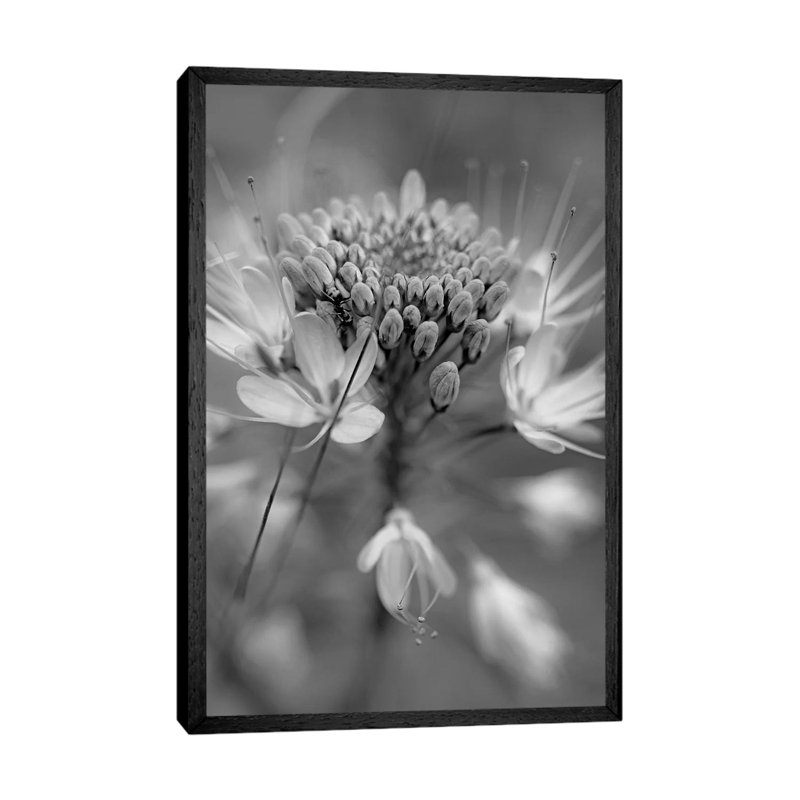 Rocky Mountain Bee Plant flower, Great Sand Dunes National Monument, Colorado 1 Piece Wall Art on Canvas, Black Framed