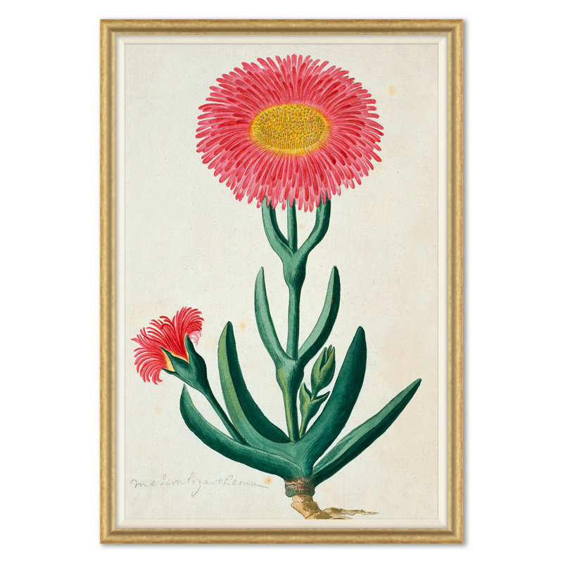 The Gordon African Collection: Plants, Robert Jacob Gordon, 1777-1786 Giclee Print by Robert Jacob Gordon