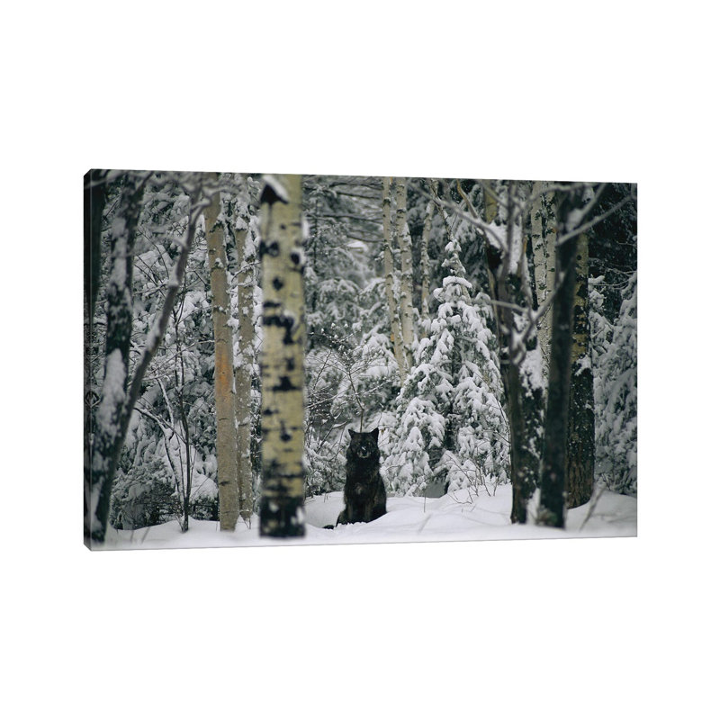 Captive Gray Wolf At The International Wolf Center In Ely, Mn by Joel Sartore - No Frame Gallery-Wrapped Canvas Giclée on Canvas