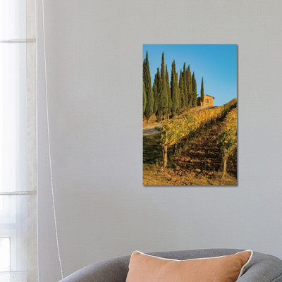 Italy, Tuscany. Vineyard, Pine Trees by George Theodore - Wrapped Canvas Print