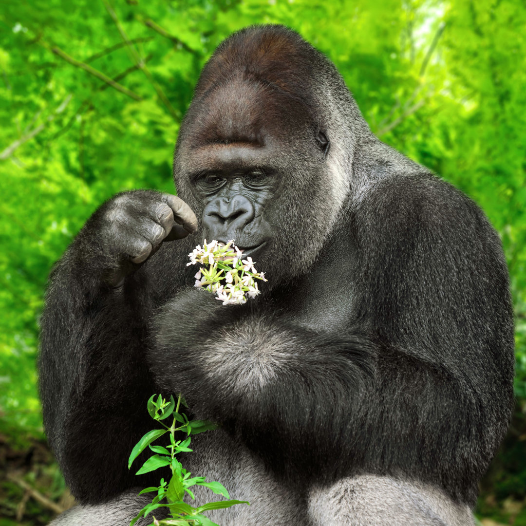 Leinwandbild Gorilla beobachtet einen Blumenstrauß von Smileus