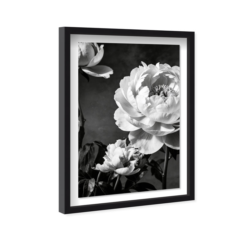 Still Peony Print by Oliver Gal, 25.5" H x 17.5" W, Black Shadowbox