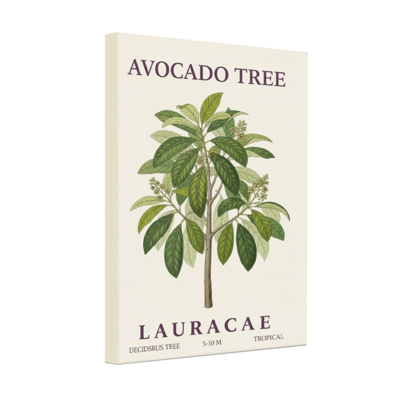 Plantes et fleurs, arbre à feuilles caduques, Lauracées, tropical, 5 à 10 m, H 24 po x l 16 po