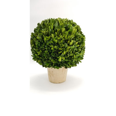 Boxwood Topiary in Terracotta Pot