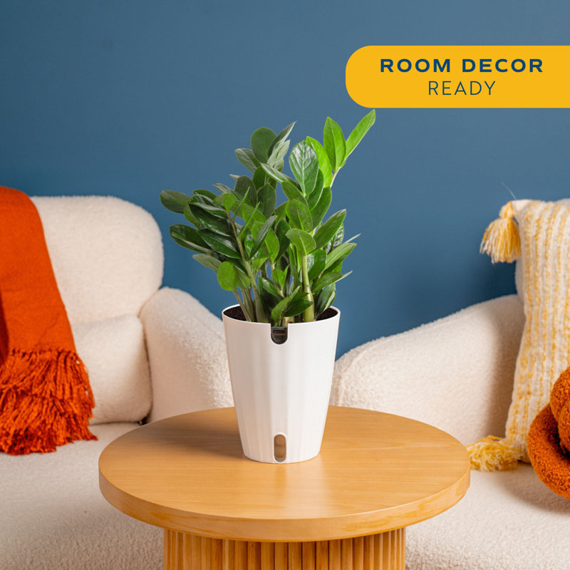 ZZ Plant in Planter - Thumbnail 2