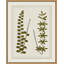 Plant Presses 4 Print by Lillian August