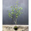 Arbre artificiel artificiel-1679349349