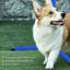 Dog Agility Course Equipment Gathering : 4 Jump With Adjustable Heights, Included Carrying Bag, And Work On Any Flat Area, Blue, 39" L Bars Carry Surface,