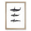 Orca Killer Whales by C.M. Scammon - Framed Print-55616328-55616333