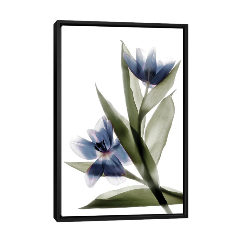 « x-ray tulip vi », reproduction sur toile, H 26 po x l 18 po x P 1,5 po, Toile avec cadre noir