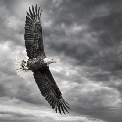 " Eagle In Flight " by PHBurchett