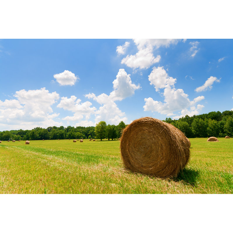 Field Of Hay Cut by Alexeys - Wrapped Canvas Print, 51cm H x 76cm W