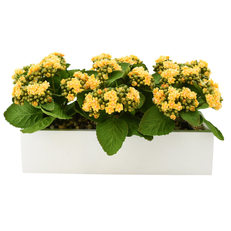 Kalanchoe Arrangement in Fiberstone Planter, Yellow, 9.5" H x 18" W x 9.5" D