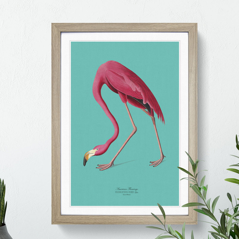Flamingo in Teal by John Audubon - Framed Print, Black Framed, 90cm H x 65cm W x 2cm D