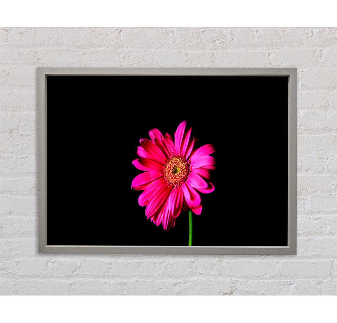 Hot Pink Gerber Daisy - Einzelner Bilderrahmen Kunstdrucke auf Leinwand