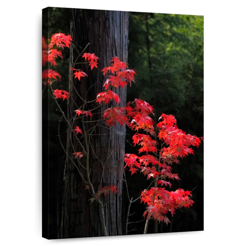 Harnek Japanese Maple Autumn, 30" H x 20" W