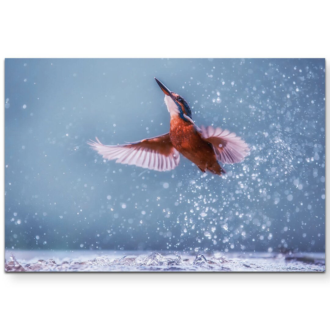 Leinwandbild Eisvogel im Wasser