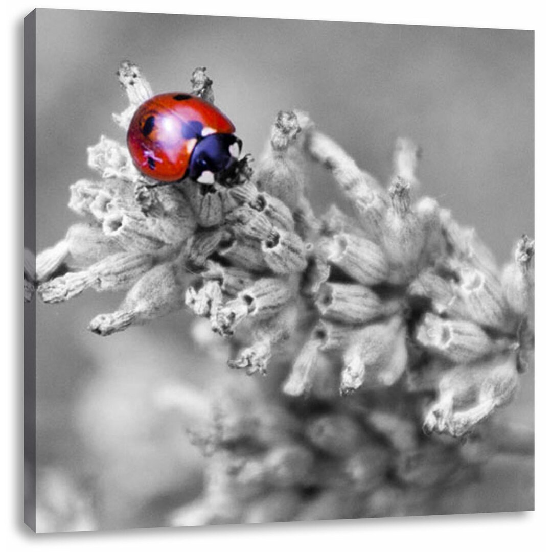 Leinwandbild Kleiner Marienkäfer auf Lavendel