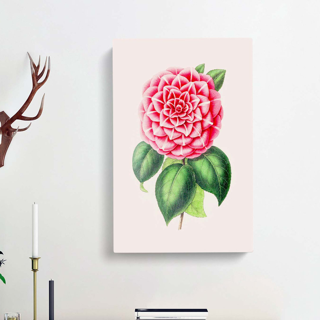 Pink Japanese Camellia Illustration - Wrapped Canvas