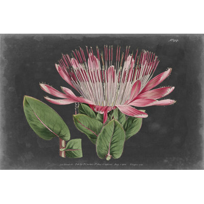 Dramatic Protea II