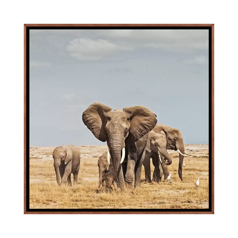 Colour Elephant Herd by Klaus Tiedge - Print on Canvas, 66.04 cm H x 66.04 cm W, Classic Brown Wood Framed