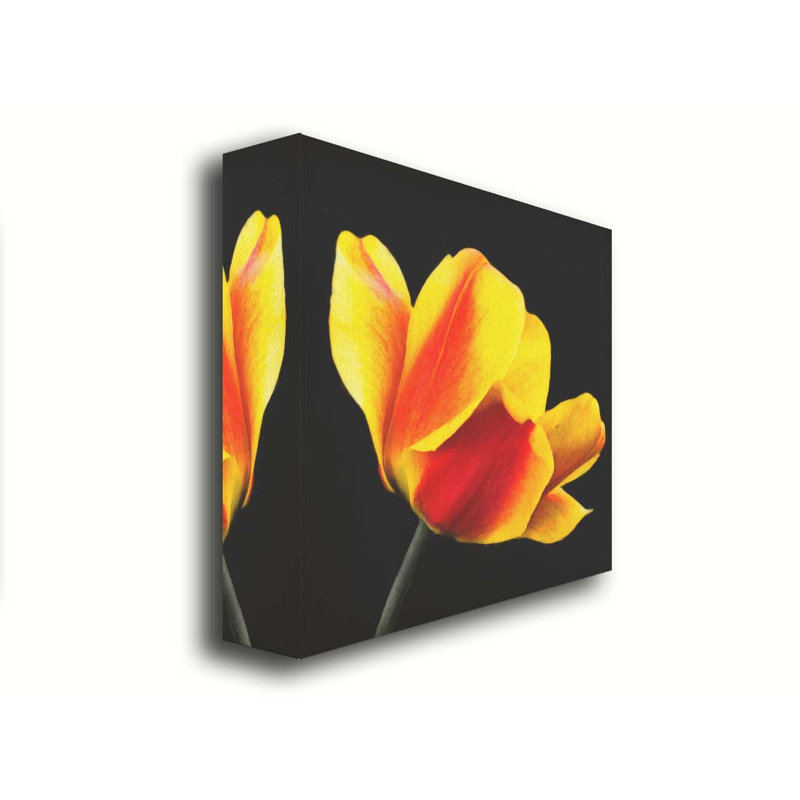 Tulipe pêche sur fond noir par Hal Halli. Toile giclée sur toile tendue avec cadre flottant, H 30 po x l 30 po, Toile tendue