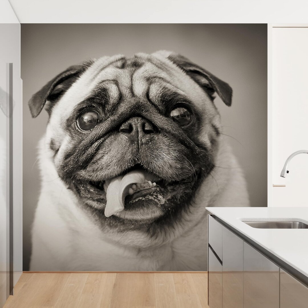 Strukturierte Fototapete Funny Pug 3,36 m x 336 cm