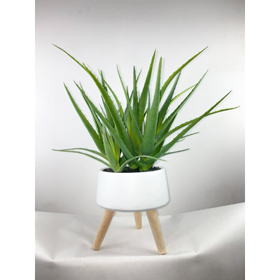 Aloès dans un vase blanc