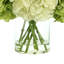 Hydrangea in Vase