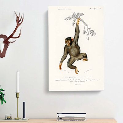 Chimpanzee by Charles D Orbigny - Wrapped Canvas