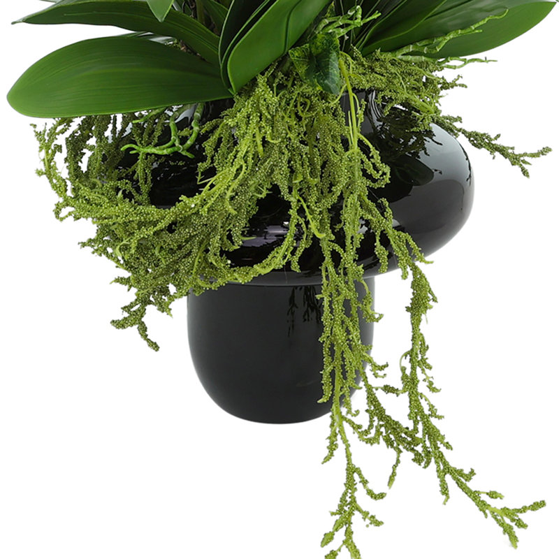 Orchids Arranged in Decorative Glass Vase