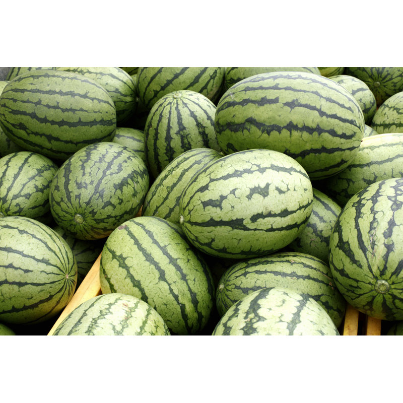 Watermelon - Photographie sur toile tendue, L 48 po x H 32 po