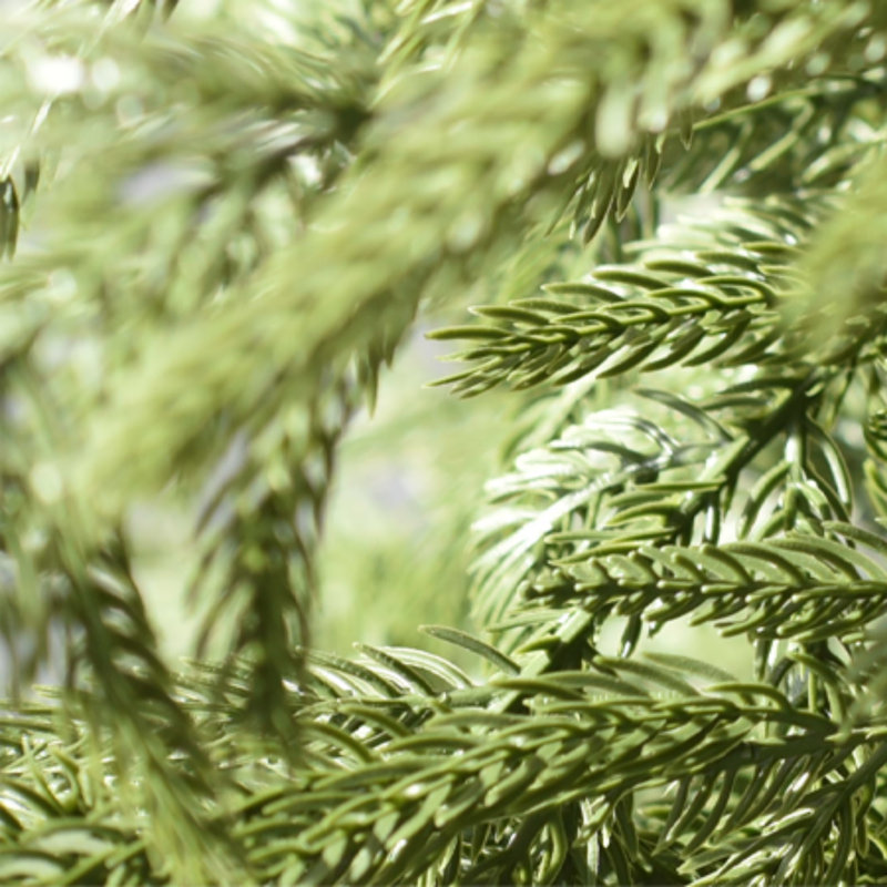 Sapin de Noël artificiel Real Touch Norfolk avec aspect naturel, H 2 pi