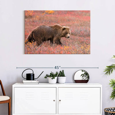 Ours grizzly Brampt