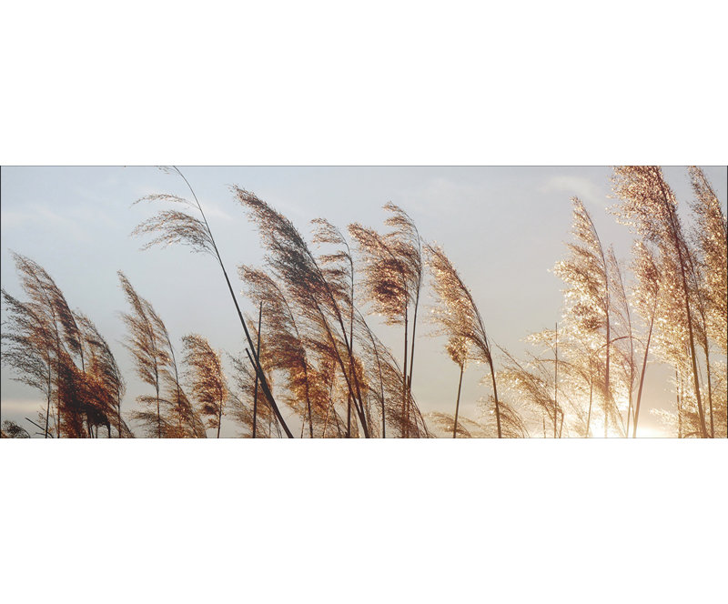 Dried Fiber II - No Frame Panoramic Print on Float Glass, 30cm H x 80cm W x 1.3cm D