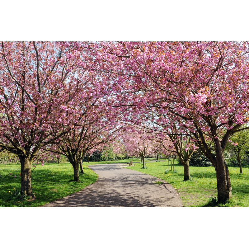 Lynnley Cherry Blossom by Akabei - Wrapped Canvas Print, 61cm H x 91cm W x 3.8cm D