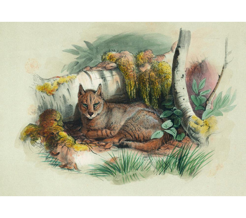 "Le chat égyptien" par Joseph Wolf, toile tendue avec châssis, H 17 po x l 24 po