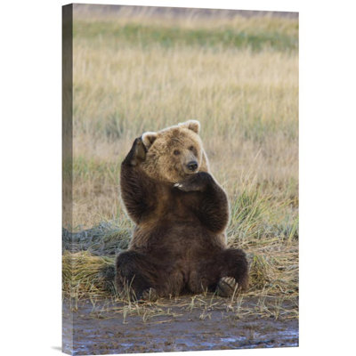 " Grizzly Bear Scratching Ear "