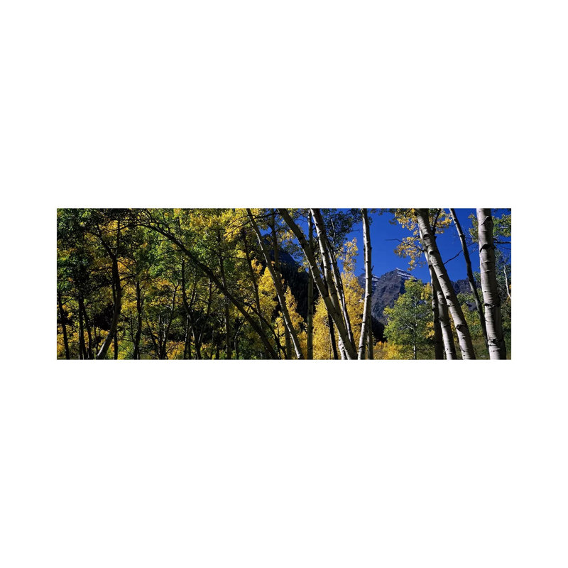 Aspen Trees with Mountains in the Background 1 Piece Wrapped Canvas Panoramic Wall Art, 121.92 cm H x 40.64 cm W x 3.175 cm D