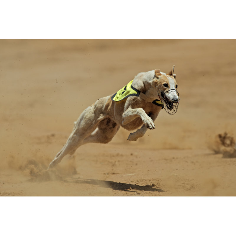 Sprinting Greyhound par Ecopic - photographie sur toile tendue, L 12 po x H 8 po